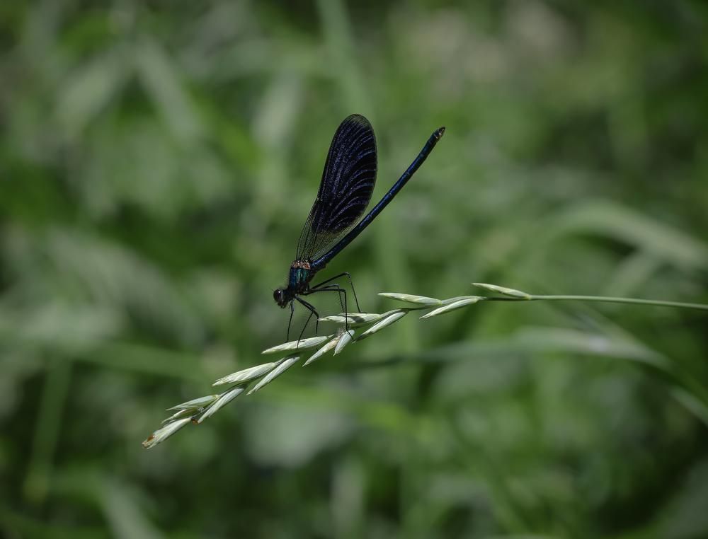 Photograph by Svetlana Gubanova