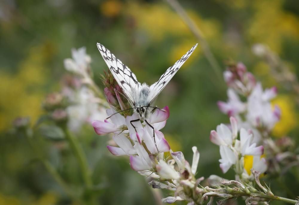 Photograph by Svetlana Gubanova