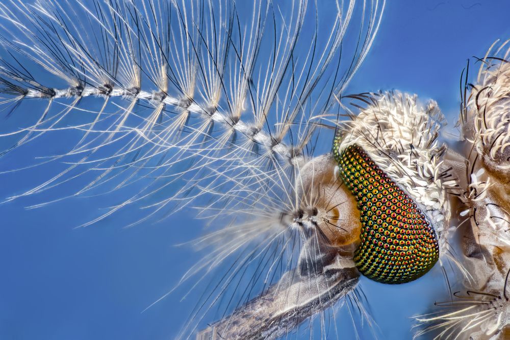 Mosquito - Culex pipiens