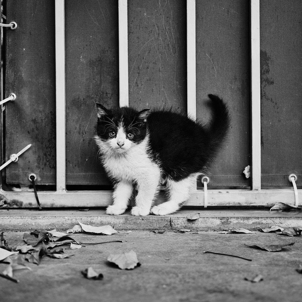 Фотография автора Владимир Эделев