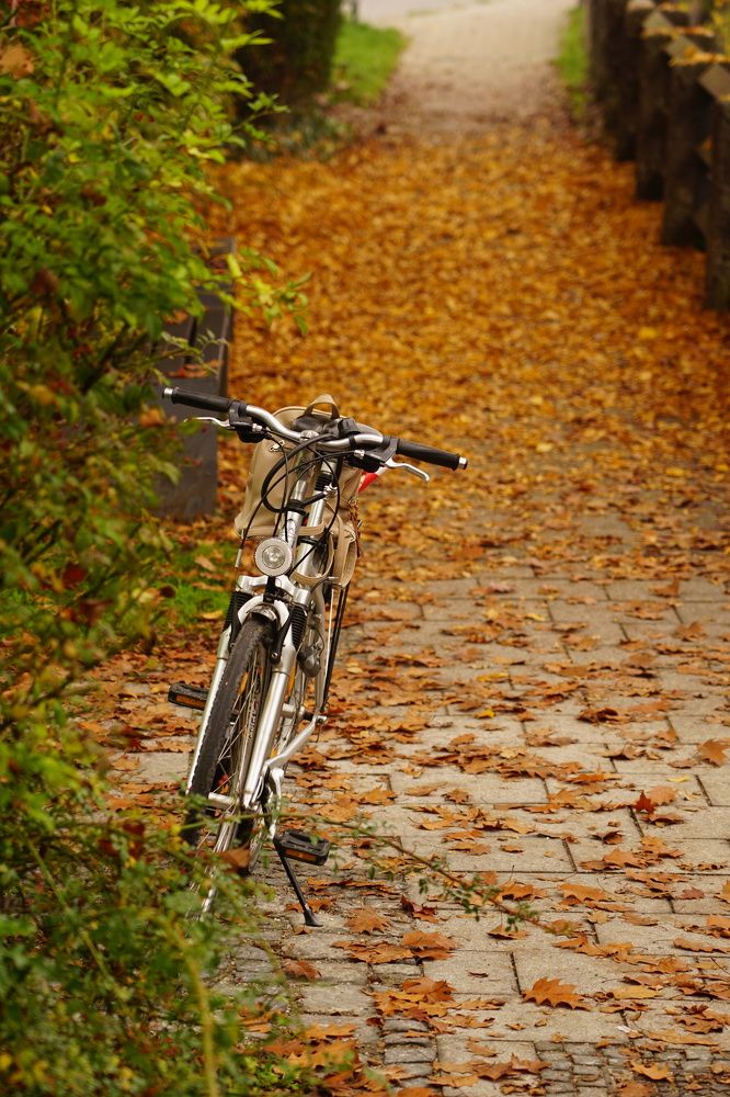Фотография автора Liudmila Kiermeier