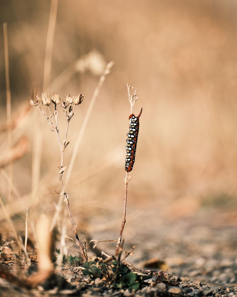 Фотография автора Владимир Эделев