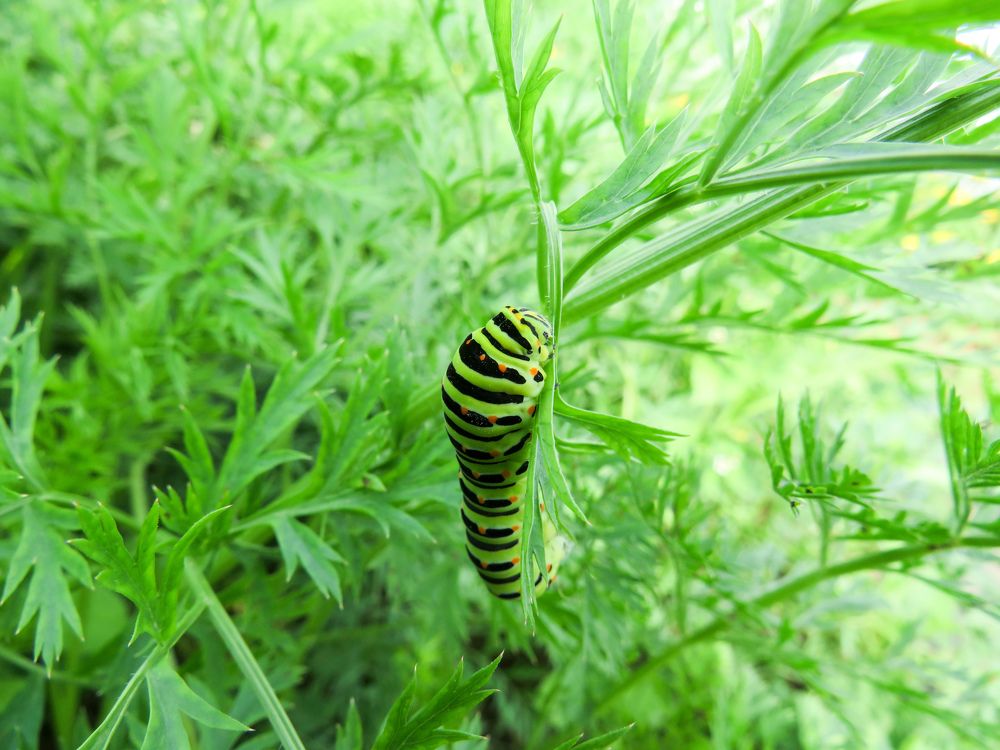 Swallowtail butterfly caterpillar