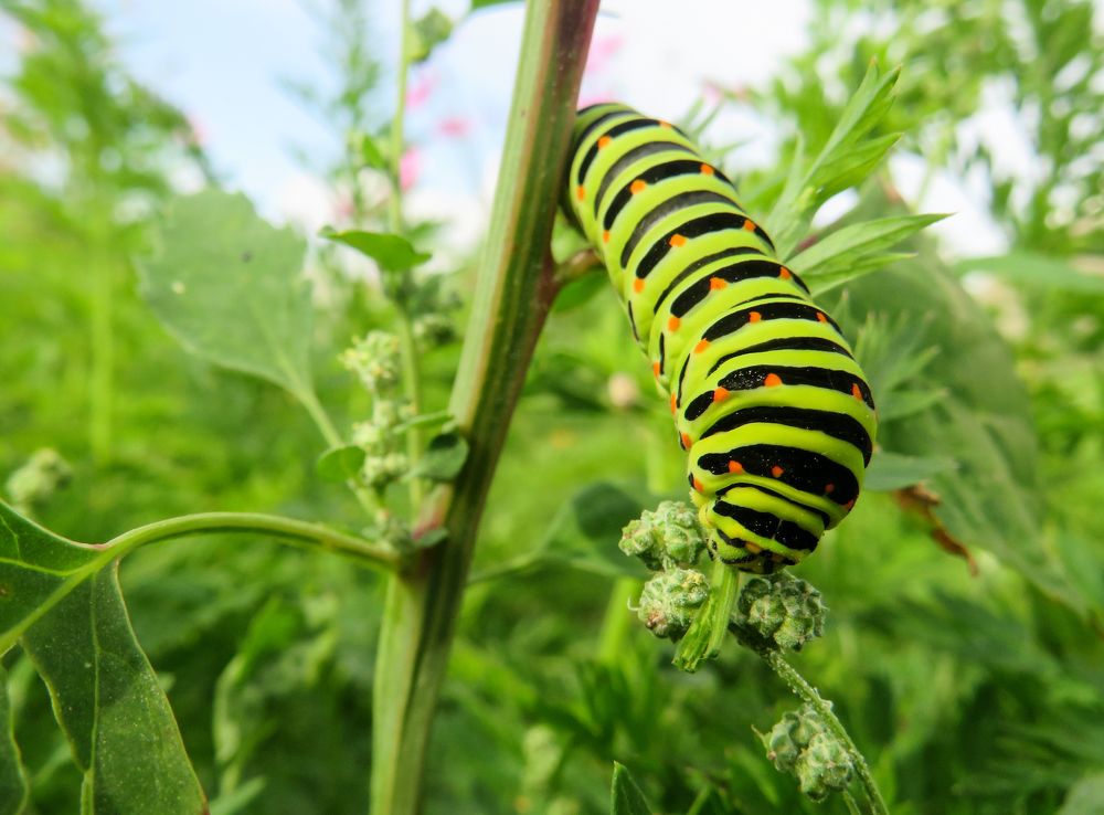 Swallowtail butterfly caterpillar