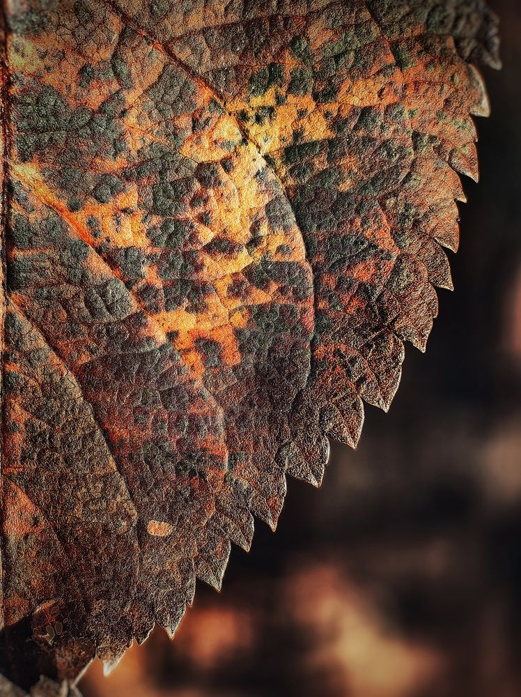 Photograph by Ярославна