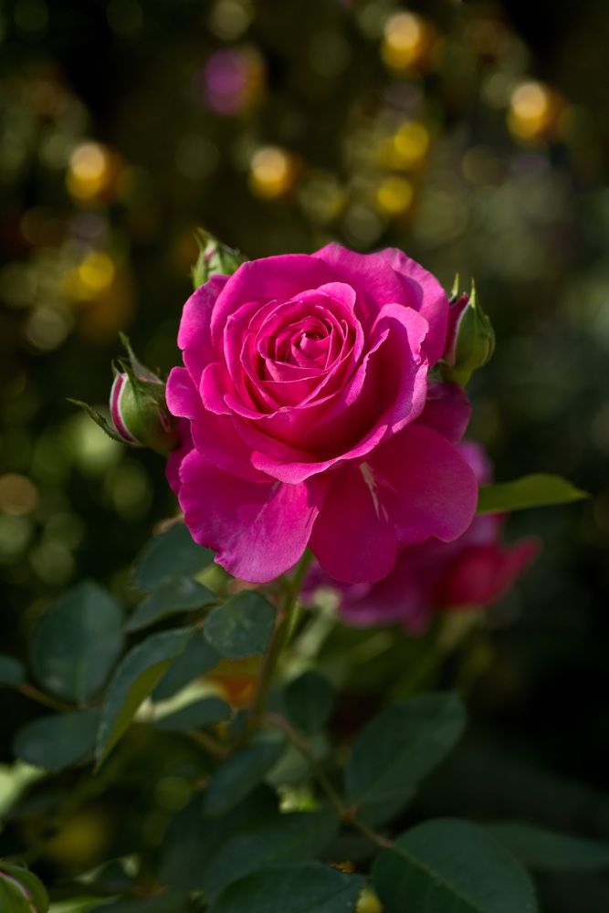 Фотография автора Юрий Кашлевский