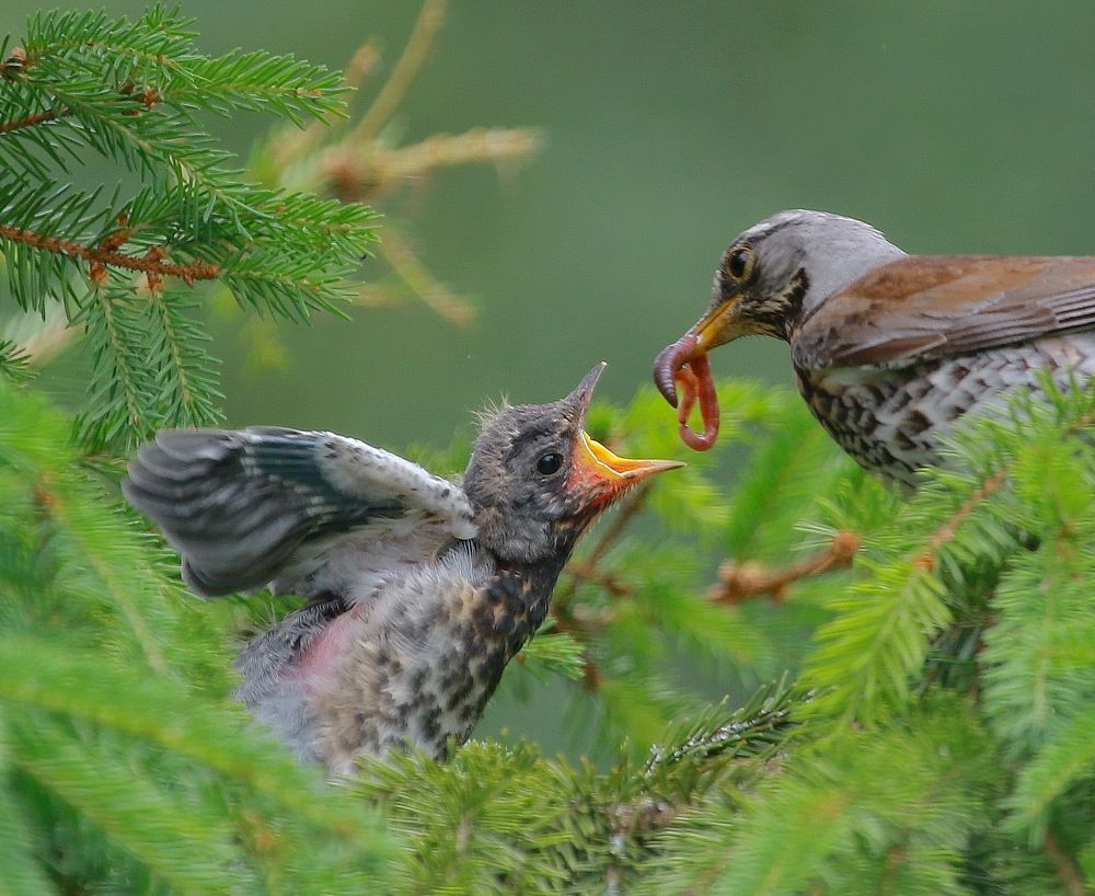 ненасытный ...