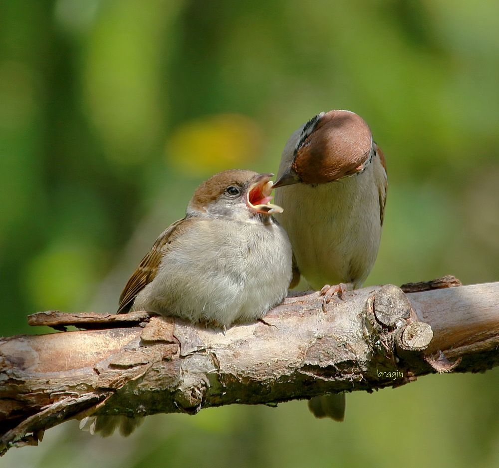 Забота  родителей