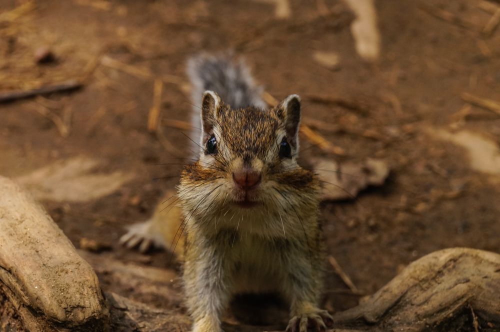 Photograph by Виктор Сёмушкин
