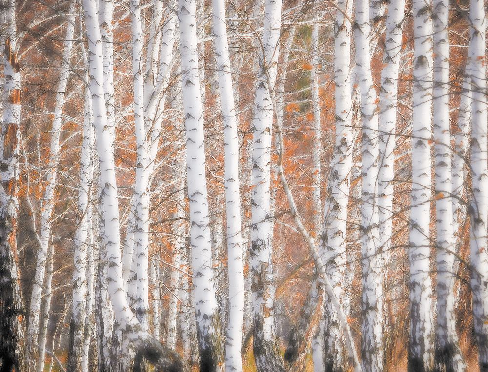 Нежные берёзки