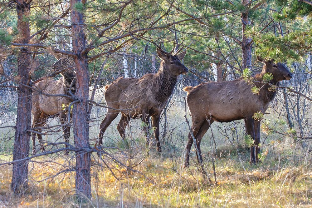 Молодые красавцы