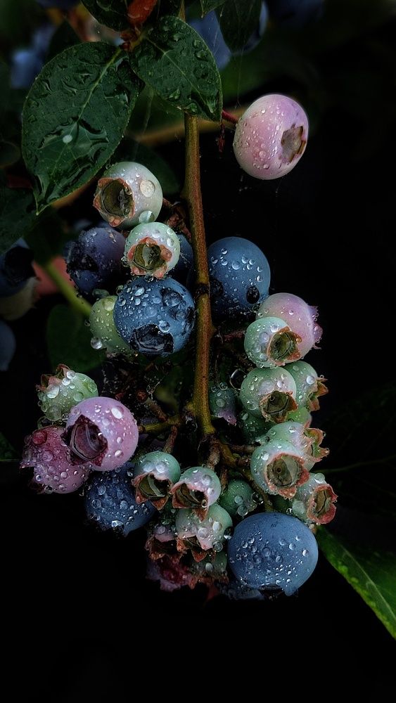 Photograph by Хоменчук Людмила