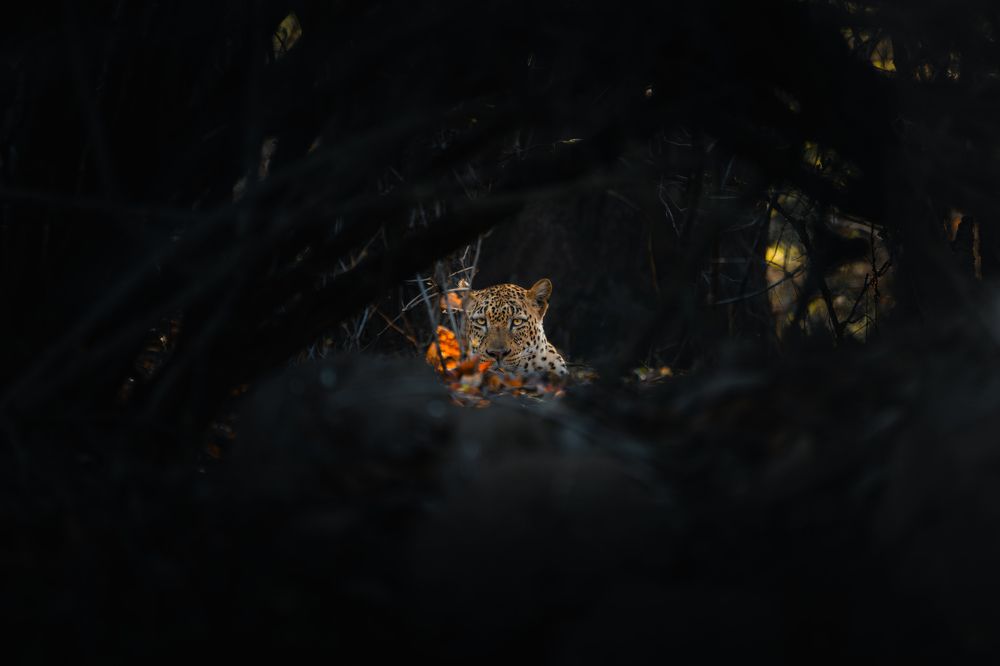 Photograph by Chris Stavrakas