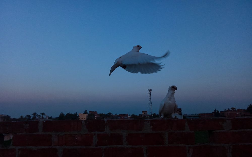 Photograph by على اشرف محمد عبد الجواد شعبان