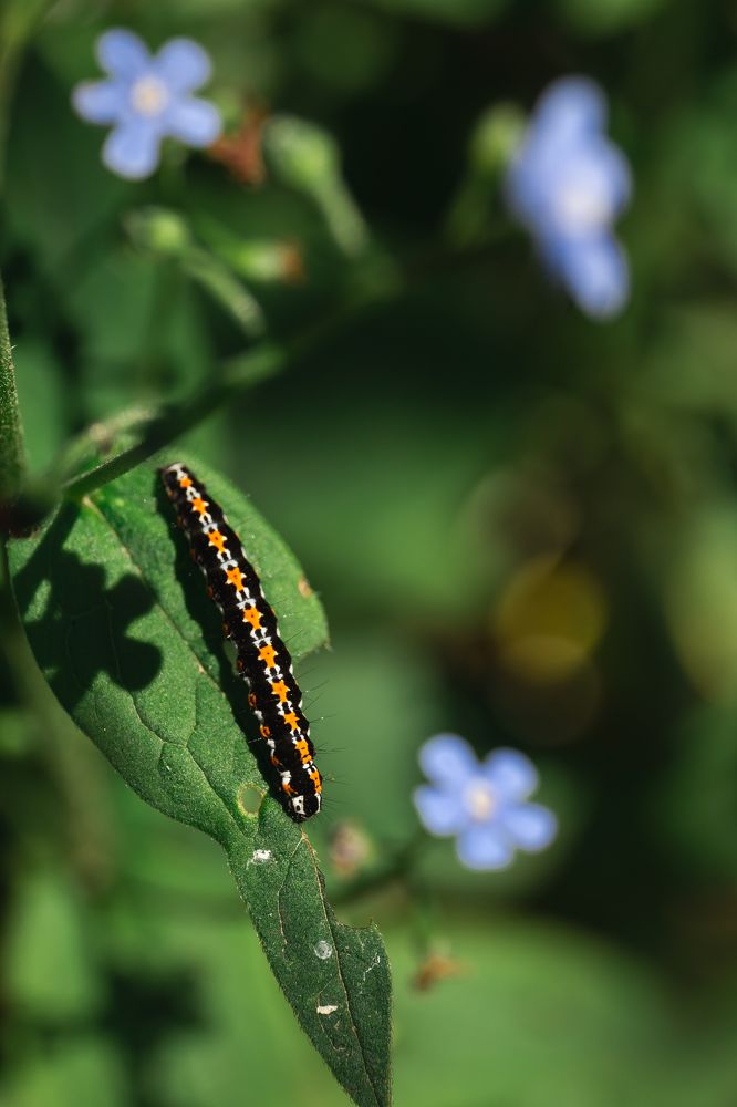 Photograph by Елена Неведицына