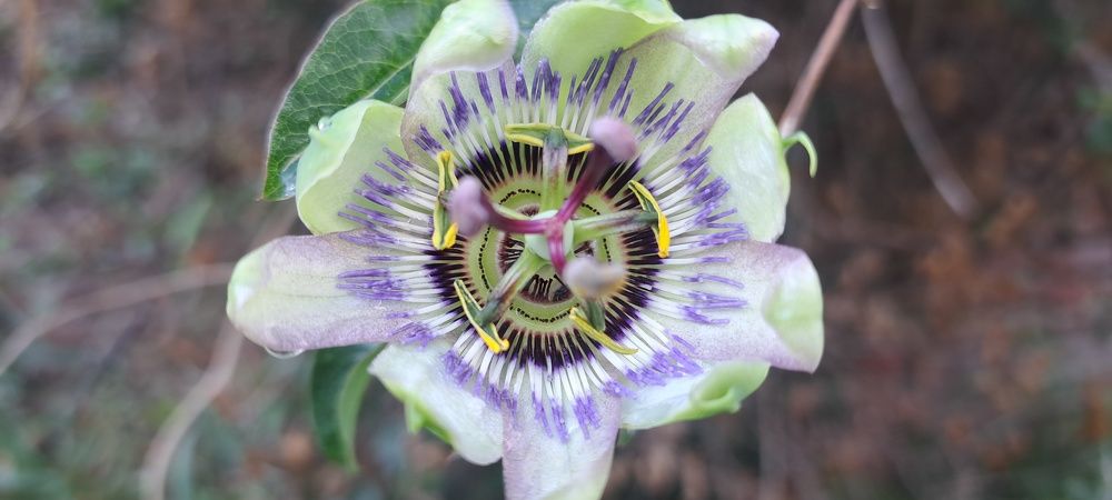 Фотография автора gustavo pecelis