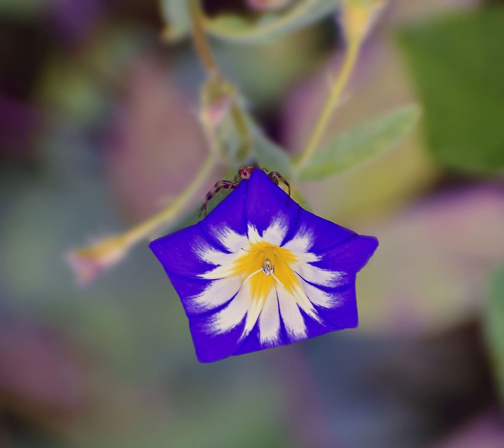 Вьюнок сентября