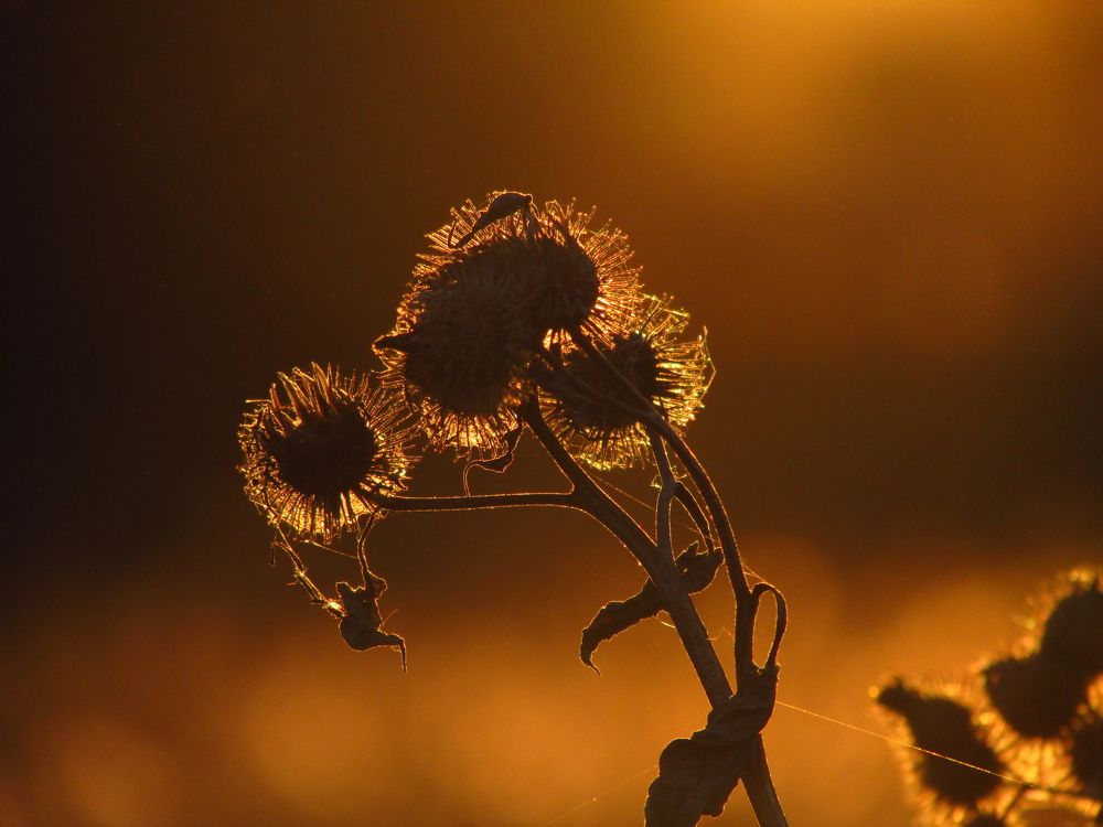 Photo #11330638