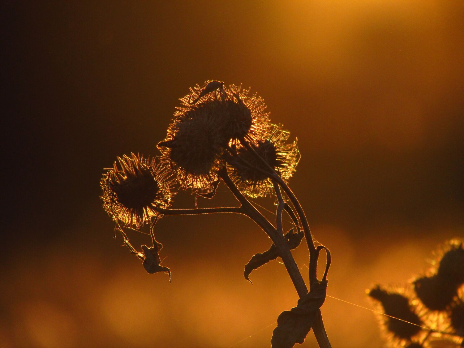 Photo #11330638