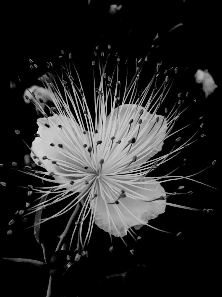 Photograph by Dilara C