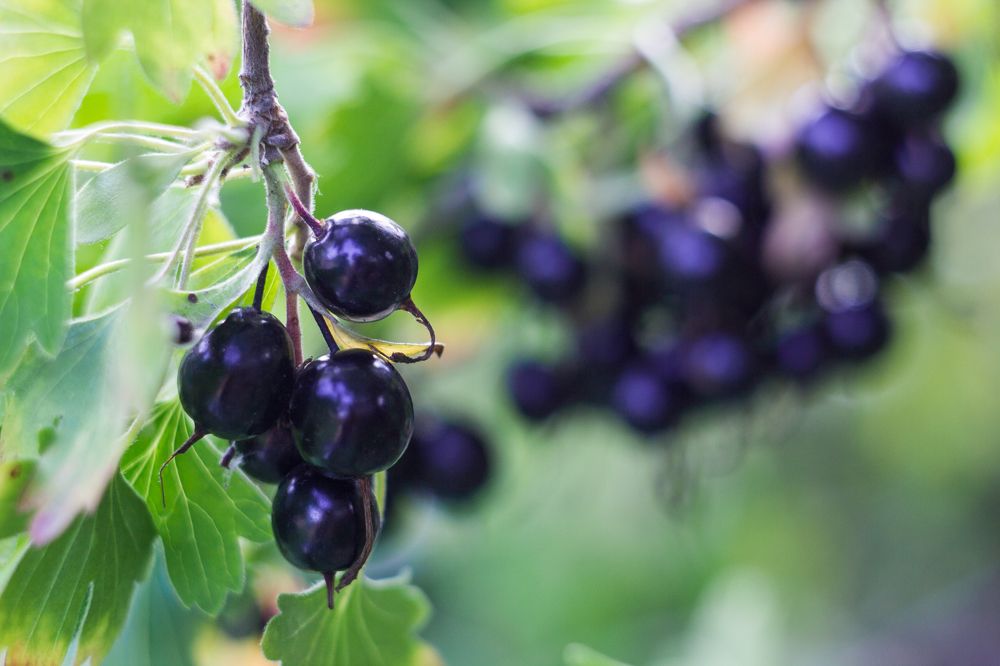 Photograph by Дина Горбачёва