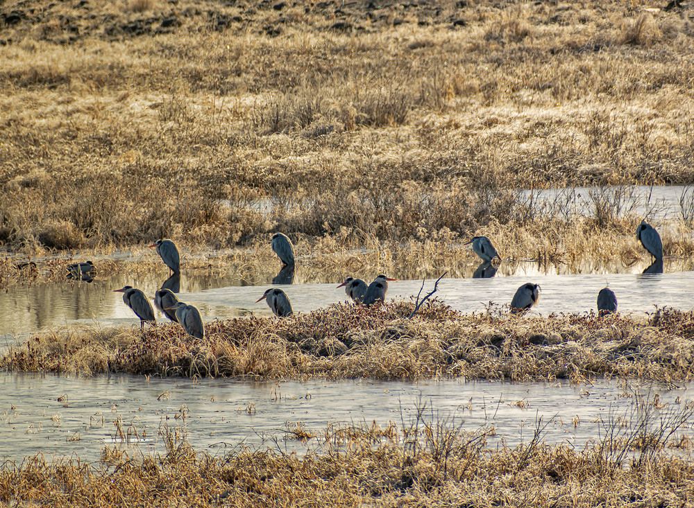 Серые цапли прилетели