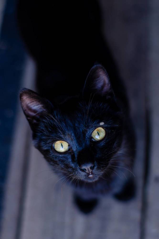 Фотография автора Светлана Скотникова