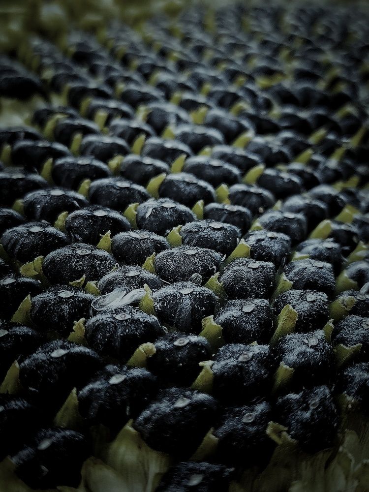 Photograph by Ольга Мартьянова