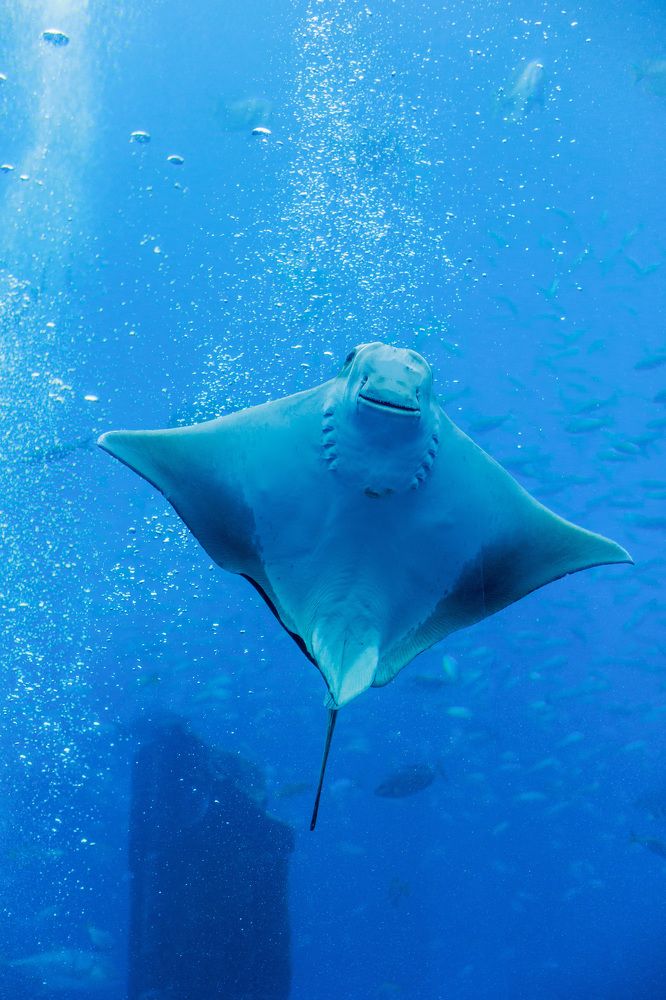 Фотография автора Fallen Angel