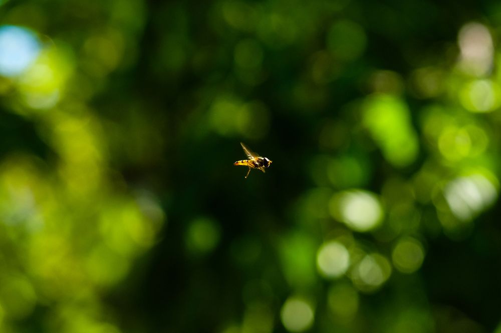 Фотография автора Роман Сергеевич