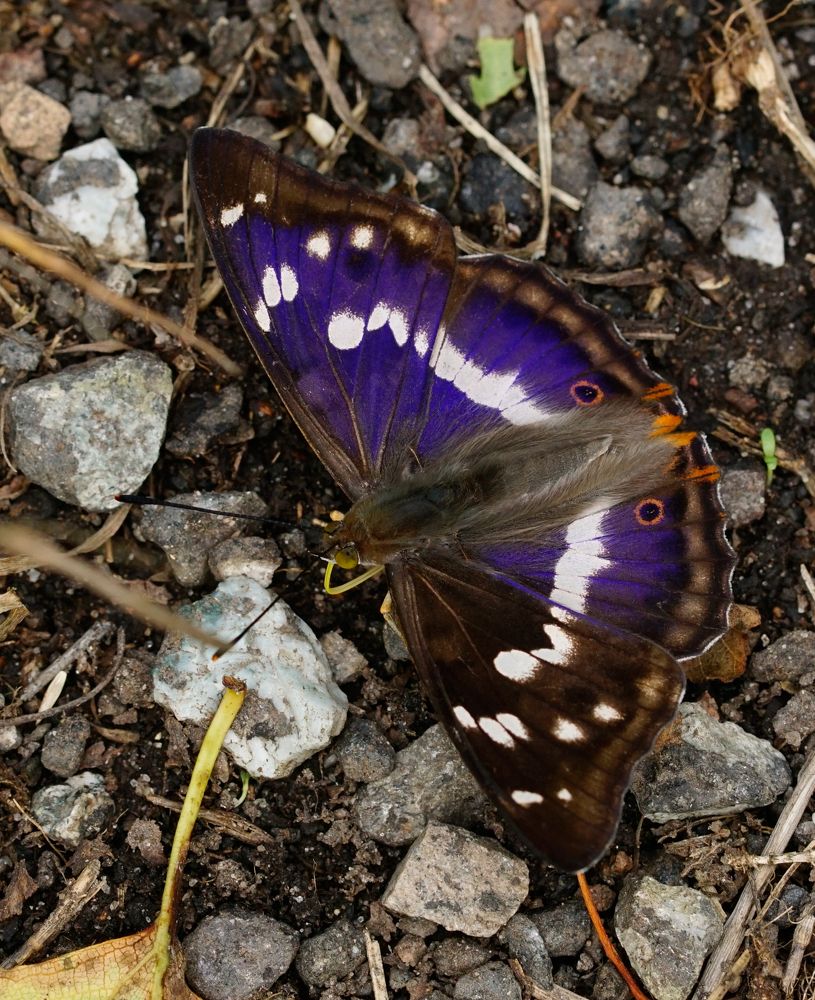Переливница тополёвая