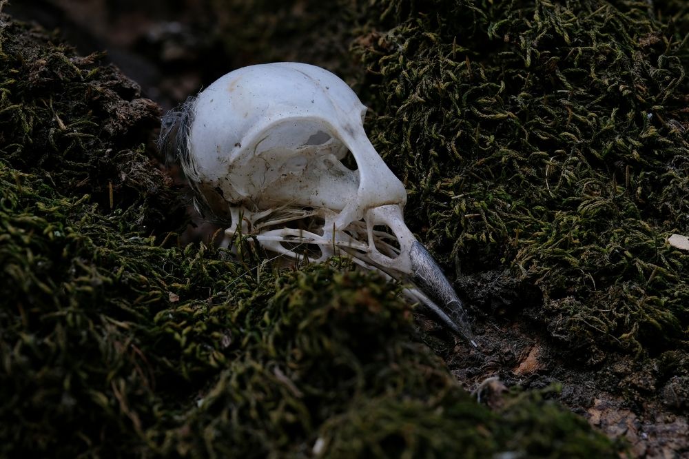 Фотография автора Роман Сергеевич