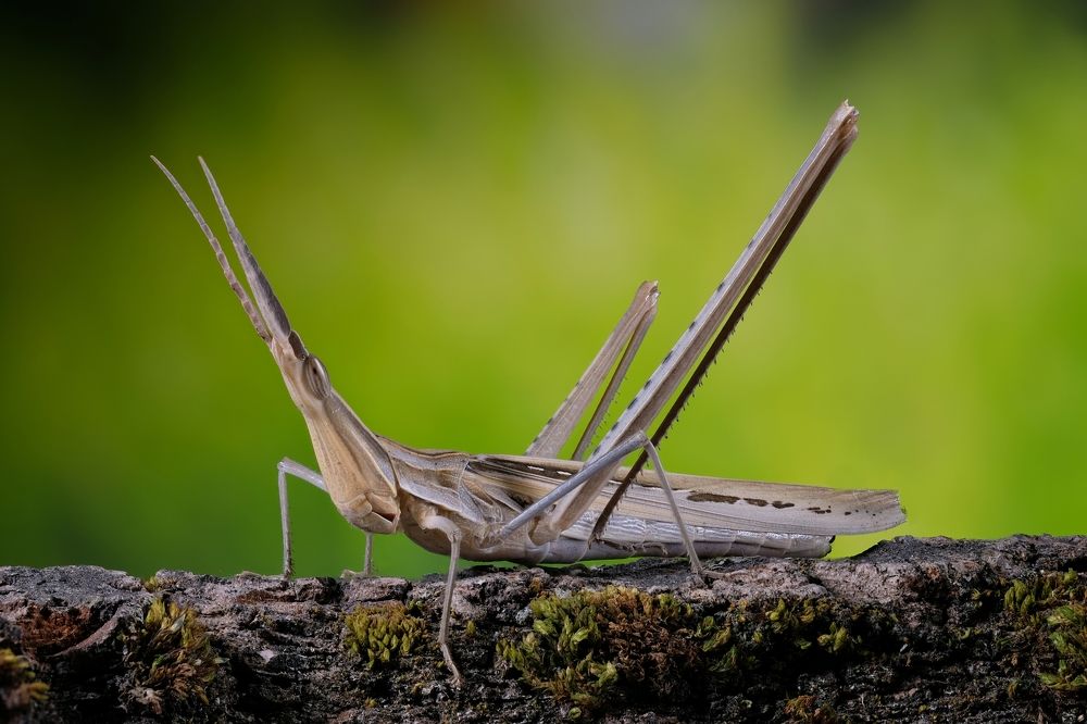 Фотография автора Роман Сергеевич