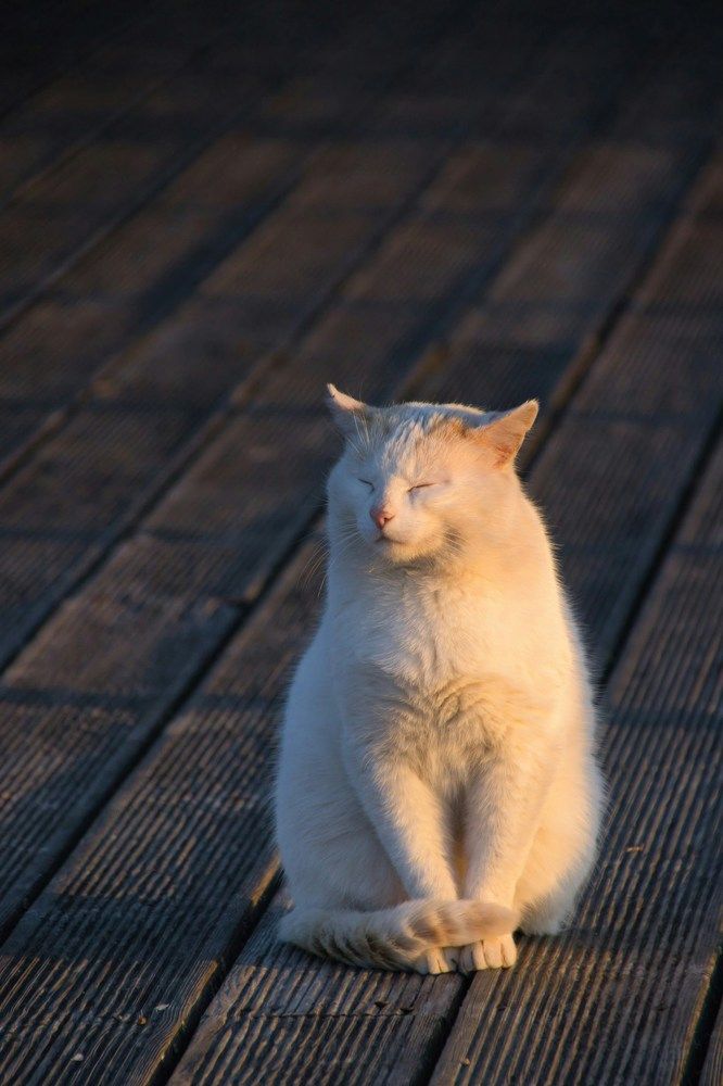 Фотография автора Georgii Eletskikh