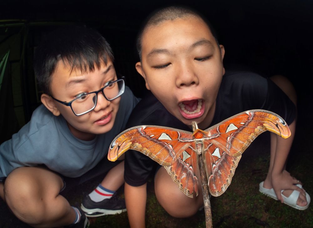 First time seeing an atlas moth