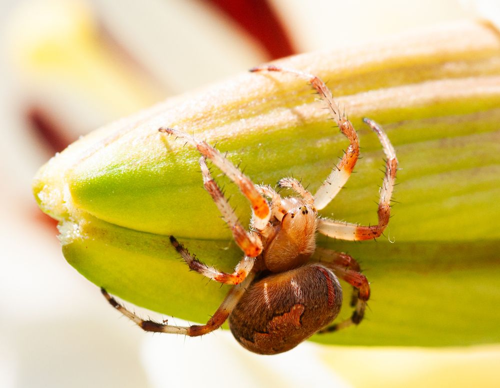 Фотография автора Олег Анатольевич Загорулько