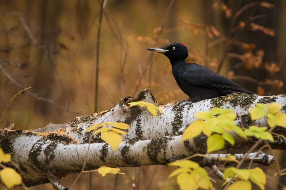 Фотография автора Суслов Дмитрий