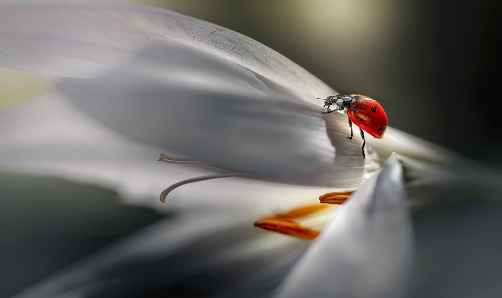 Парусный мастер