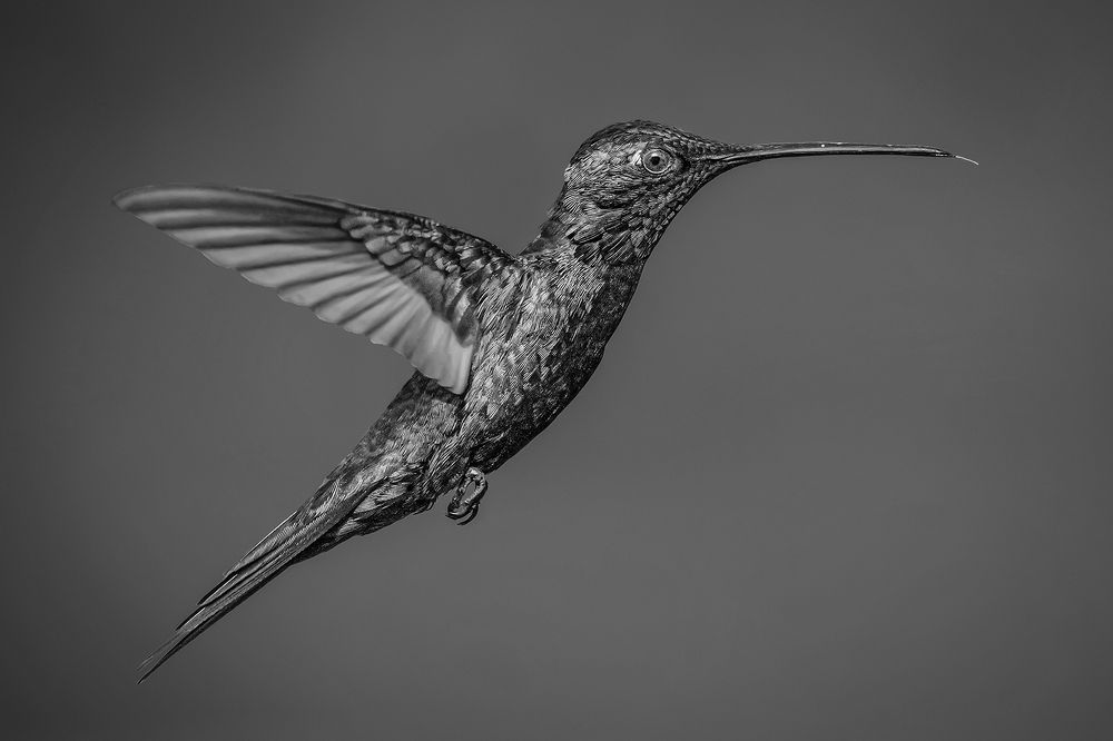 Photograph by Mario Fiorucci