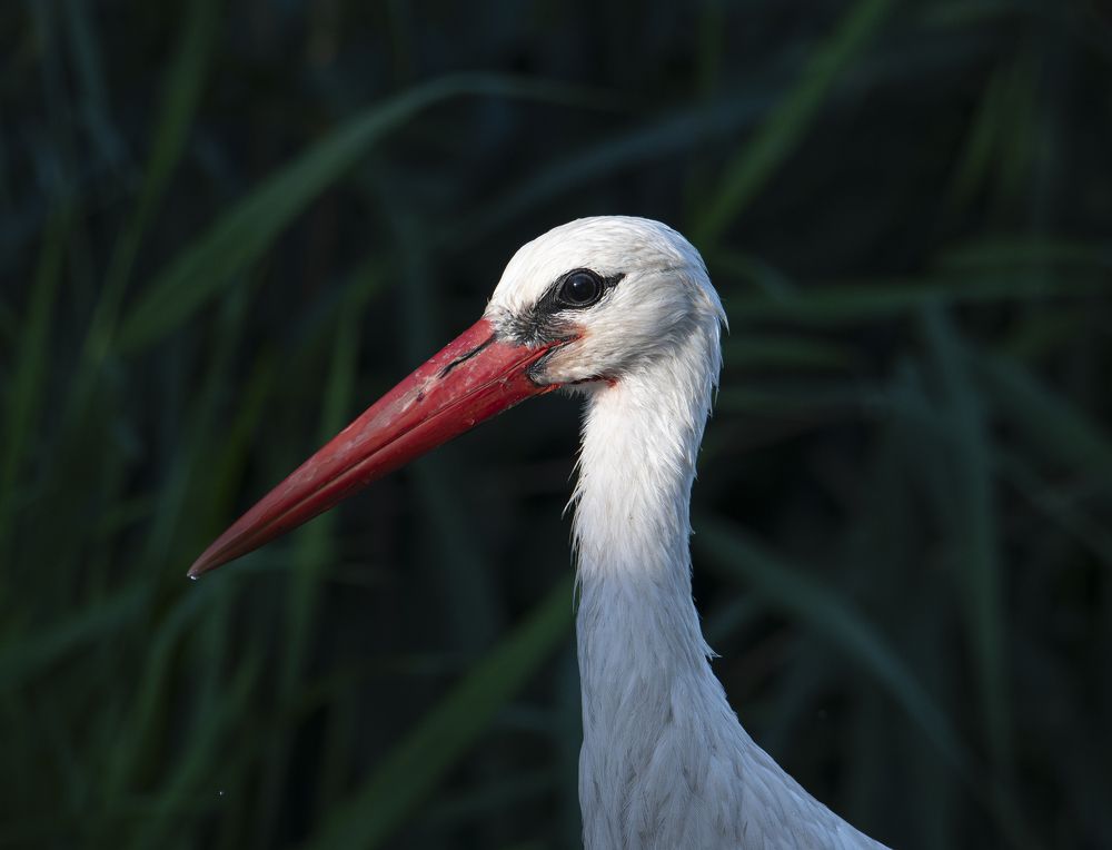 В лучах рассвета.