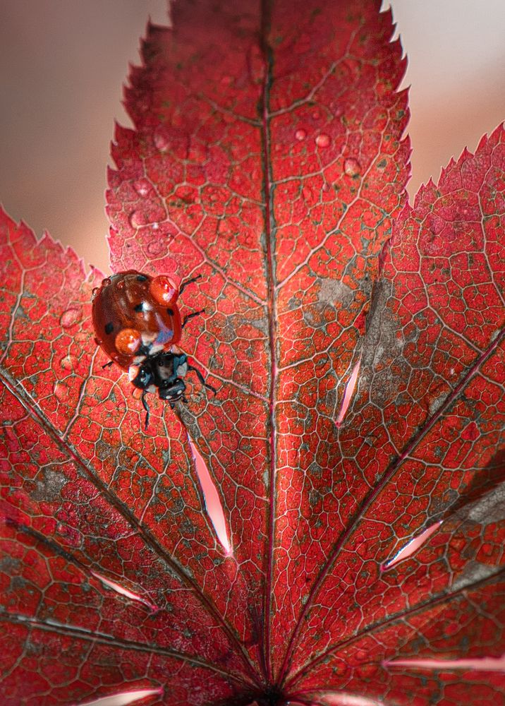 День длинных ножей