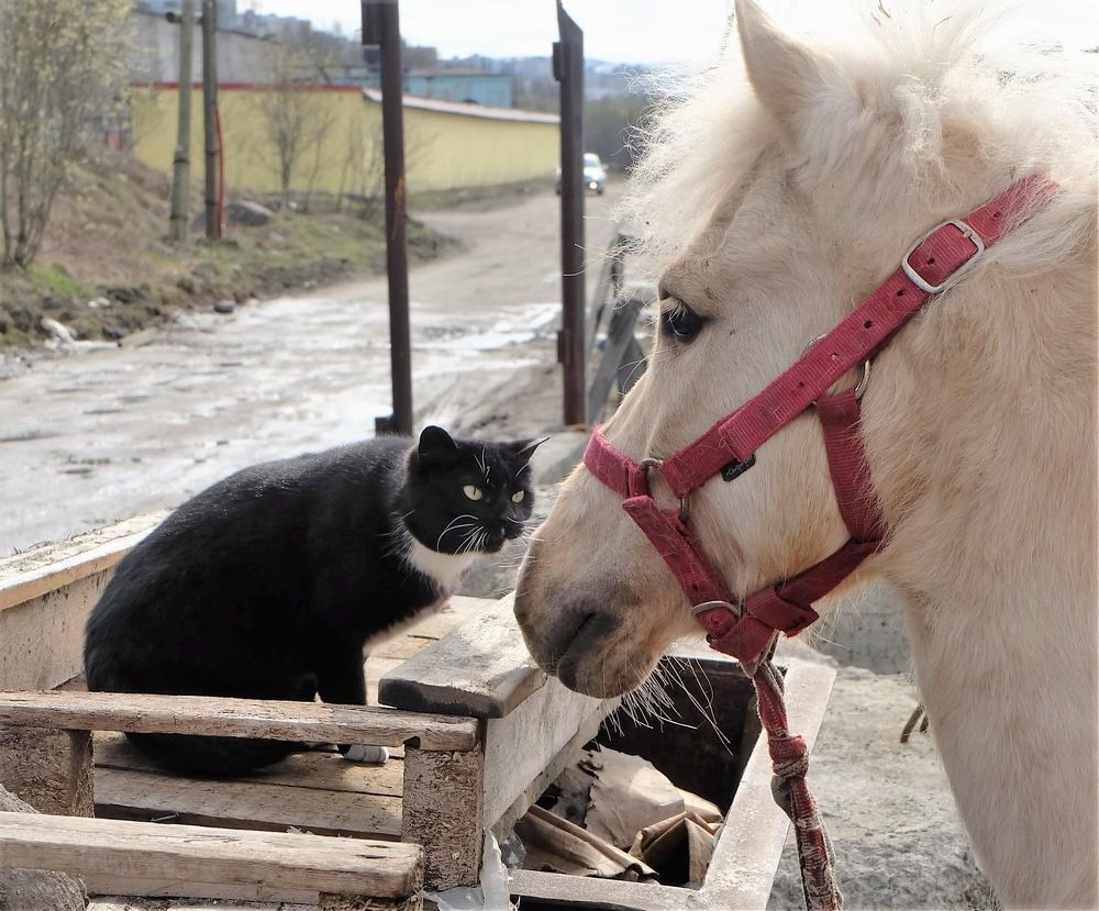 Слушай, что я тебе расскажу о мышах..
