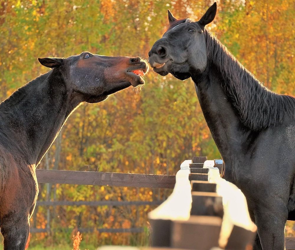 Ты-мой Буцефал!