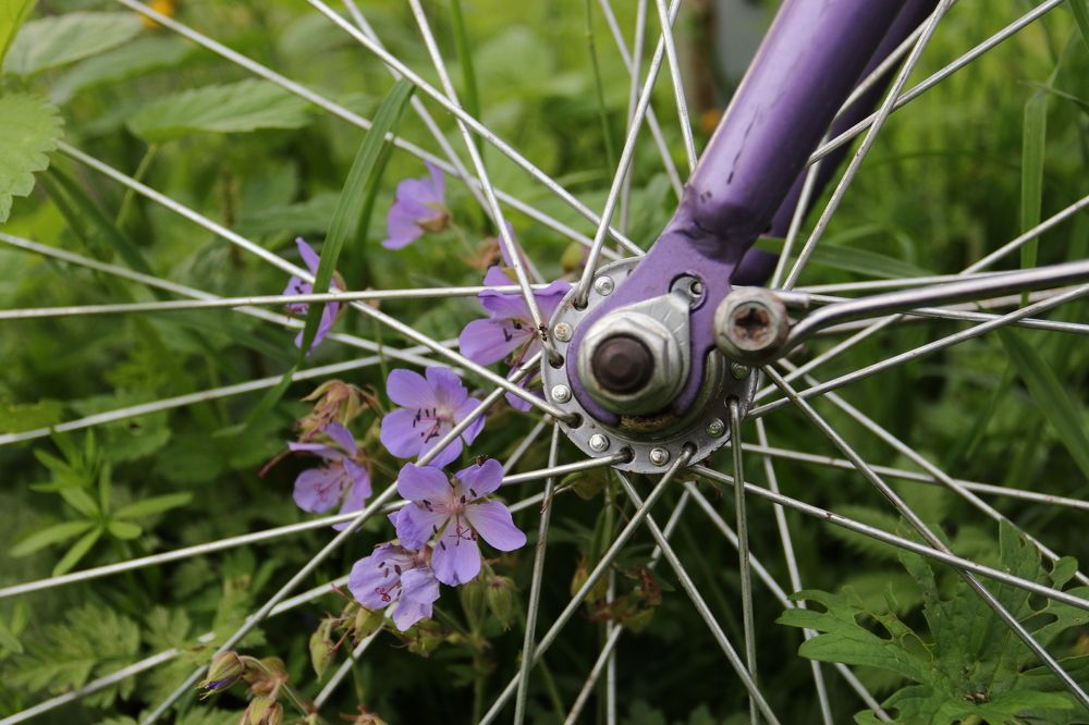 Фотография автора Колосова Елена