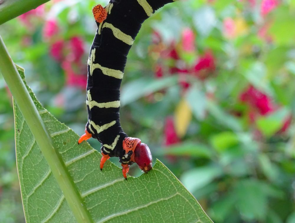 Фотография автора DENISE Monteiro de Lima Demange