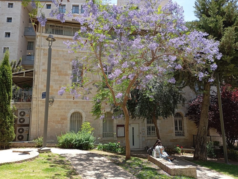 Jacaranda in the contrasts of the city.