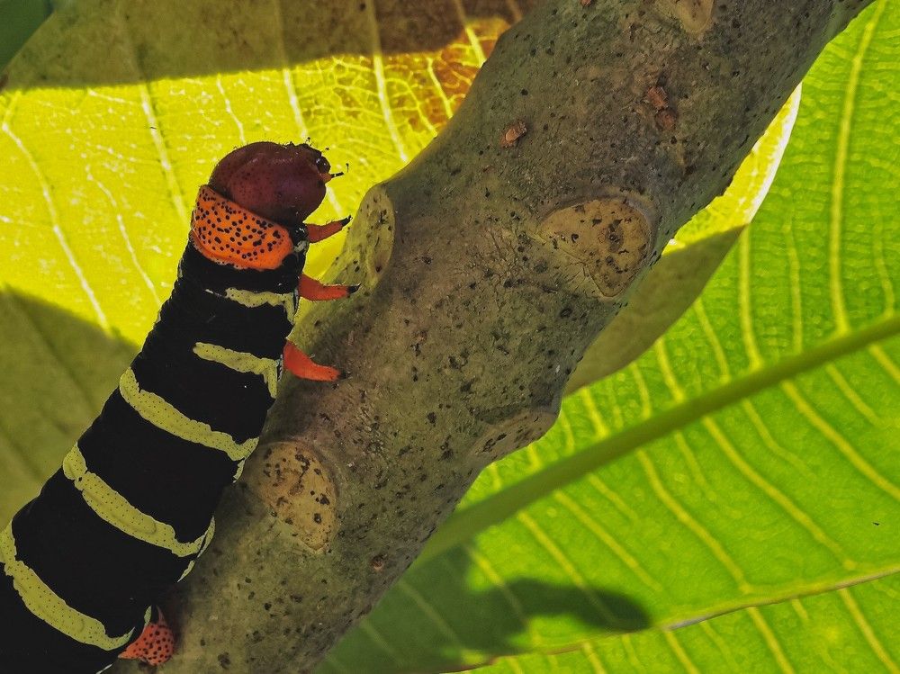 Фотография автора DENISE Monteiro de Lima Demange