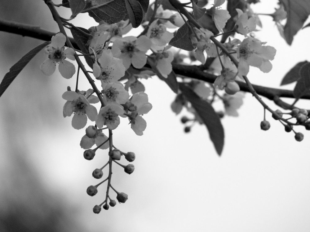 Весенняя Скромность