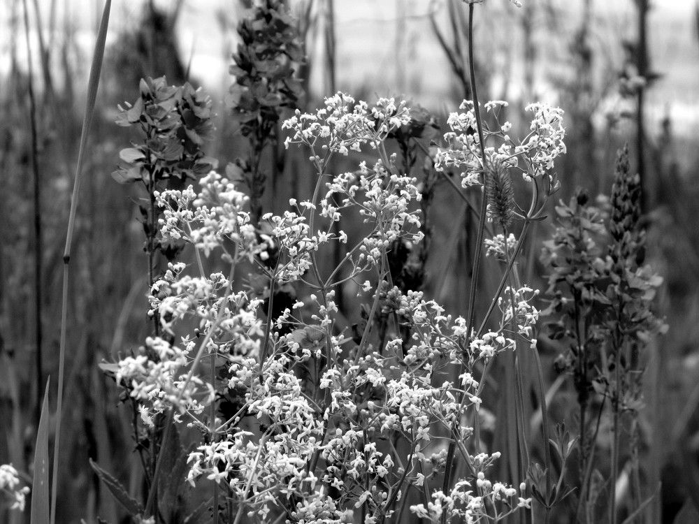 Полевые цветы