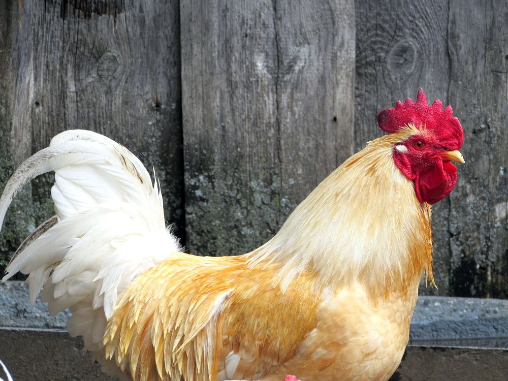 Золотой петушок